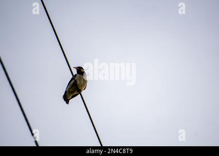 Ein Kolibri sitzt auf einem Elektrodraht. Stockfoto