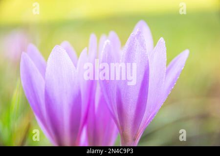 Ein Foto eines wunderschönen blasslila Herbstcolchicum Colchicum Herbstblüte auf einer nassen Wiese, Balassagyarmat, Ungarn Stockfoto