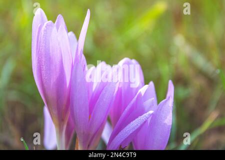 Ein Foto eines wunderschönen blasslila Herbstcolchicum Colchicum Herbstblüte auf einer nassen Wiese, Balassagyarmat, Ungarn Stockfoto