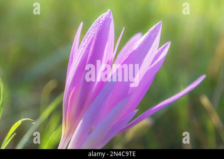 Ein Foto eines wunderschönen blasslila Herbstcolchicum Colchicum Herbstblüte auf einer nassen Wiese, Balassagyarmat, Ungarn Stockfoto