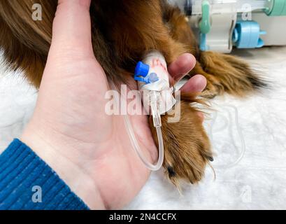 Nahaufnahme der Hand. Die die Pfote des Hundes hält - mit einem Tropfer. Behandlung in einer Tierklinik. Stockfoto