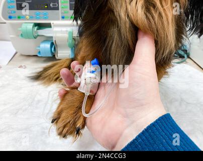 Nahaufnahme der Hand. Die die Pfote des Hundes hält - mit einem Tropfer. Behandlung in einer Tierklinik. Stockfoto