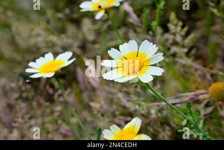 Nahaufnahme von wilden Ringelblumen auf dem Feld. Stockfoto