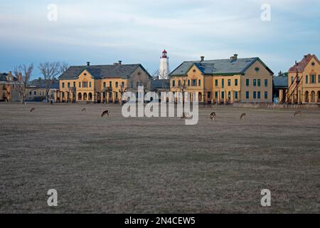 Eine Reihe beschädigter Gebäude, die in Fort Hancock in Sandy Hook, New Jersey, und dem Leuchtturm restauriert werden, mit mehreren Hirschen im Vordergrund -61 Stockfoto