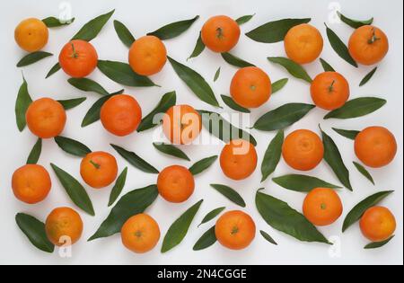 Obstmuster aus frischer Mandarine und Blätter auf weißem Hintergrund, Draufsicht. Zitrushintergrund aus frischer ganzer Mandarine, flach liegend. Tangeres Muster Stockfoto