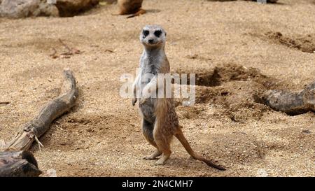 meerkat​​​​​​​ eine Art fleischfressender Säugetiere in der Familie Herpestiden, die in der Kalahari-Wüste und im Namib in Afrika lebt Stockfoto