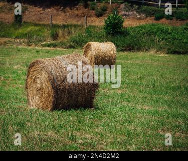 Die Rundballen auf einem grünen Feld. Stockfoto