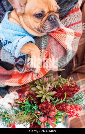 Nahaufnahme eines Hundes in Karo verpackt, Winterferien Stockfoto