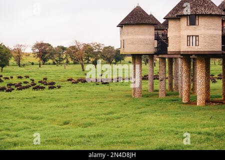 Malerischer Blick auf das Sarova Salt Lick Hotel im Tsavo-Nationalpark, Kenia Stockfoto