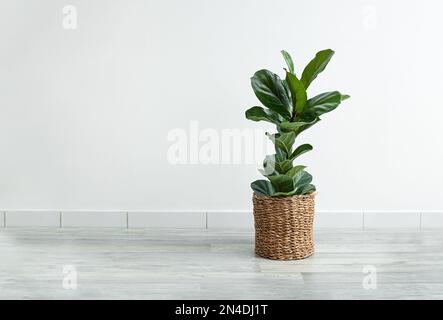 Heimpflanzen Ficus Lyrata oder Fiddle Fig in einem Korbblütentopf im Raum mit hellem Hintergrund, minimalistische moderne Einrichtung mit Kopierplatz Stockfoto