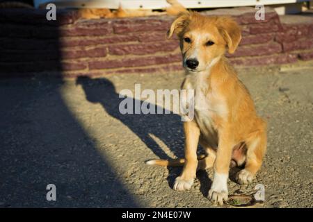 Junger Ingwerhund, der auf der sonnigen Straße sitzt, mit einem dunklen Straßenporträt. Stockfoto