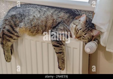 Die Hauskatze liegt auf dem Heizkörper. Stockfoto