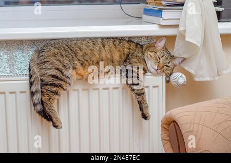 Die Hauskatze liegt auf dem Heizkörper. Stockfoto