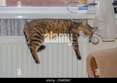 Die Hauskatze liegt auf dem Heizkörper. Stockfoto