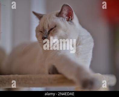 Blaue Augen Britisches Kurzhaar Katzencreme Katzenfutter Farbpunkt mit grauen Spitzen Stockfoto