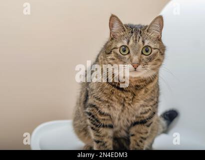 Porträt einer Hauskatze, die auf einem weißen Stuhl sitzt Stockfoto