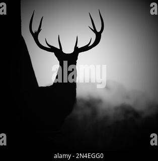 Ein Graustufenbild einer Silhouette eines Hirsches mit Geweih auf einem nebligen Feld Stockfoto