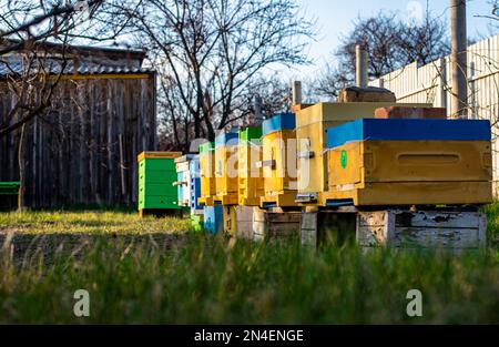 Bunte Holz- und Plastikstöcke gegen den blauen Himmel im Sommer. Bienenhaus steht im Hof auf Gras. Kaltes Wetter und Bienen sitzen im Bienenstock. Stockfoto