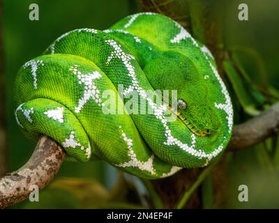 Die Smaragdboa Corallus caninus Stockfoto