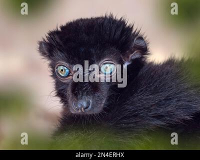 Männlich Blue-eyed Black lemur Eulemur flavifrons auch als lemur der Sclater bekannt Stockfoto