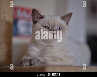 Blaue Augen Britisches Kurzhaar Katzencreme Katzenfutter Farbpunkt mit grauen Spitzen Stockfoto