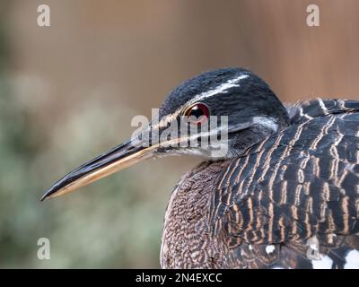 Sunbittern Eurypyga helias Closeup von Kopf und Rechnung Stockfoto