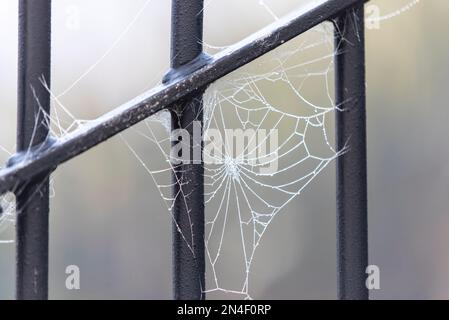 Spinnennetz mit Tau an einem kalten, frostigen Morgen in Southend auf See, Essex, Großbritannien Stockfoto