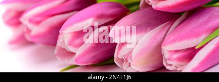 Romantische und bunte Tulpenblumen Stockfoto