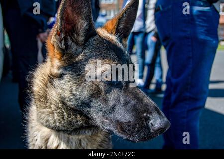 Deutscher Schäferhund mit dunklem Fell Stockfoto