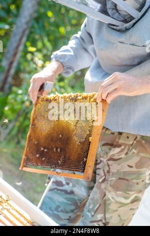 Imker zieht Bienen aus dem Rahmen, vereint Bienenfamilie und stellt Rahmen mit Königinnen Zellen in Imkerei. Imkerei. Imker grau Schutzanzug Kostüm che Stockfoto