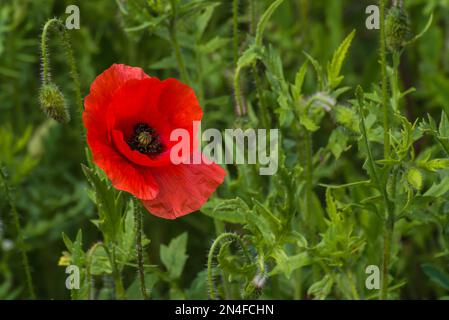 Eine einzige rote Mohnblume (papaver rhoeas) in voller Blüte Stockfoto