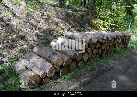 Ein Haufen geschnittener Baumstämme mit Baumringen, die im Freien neben einer unbefestigten Straße im Wald gestapelt sind Stockfoto