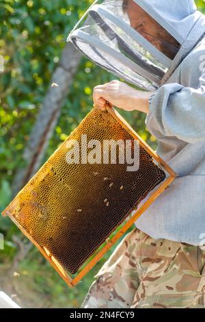 Imker zieht Bienen aus dem Rahmen, vereint Bienenfamilie und stellt Rahmen mit Königinnen Zellen in Imkerei. Imkerei. Imker grau Schutzanzug Kostüm che Stockfoto