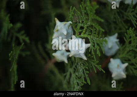 Zweige von Cupressus. Immergrüne Pflanze Stockfoto