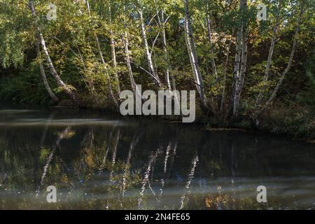 Silberbirnen (Betula pendula), erleuchtet von der Sonne und reflektiert im Wasser des Cromford Canal, Derbyshire, England Stockfoto