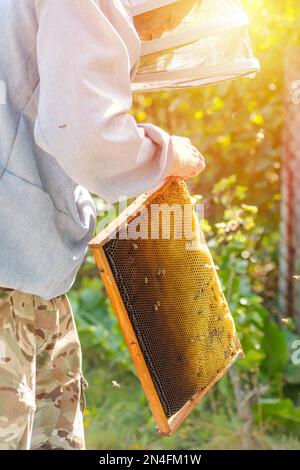 Imker zieht Bienen aus dem Rahmen, vereint Bienenfamilie und stellt Rahmen mit Königinnen Zellen in Imkerei. Imkerei. Imker grau Schutzanzug Kostüm che Stockfoto