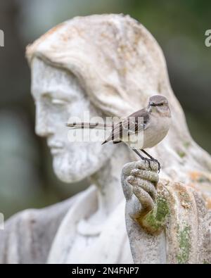 Eine nördliche Spottdrossel sitzt an der Hand einer Jesus-Statue vor einer Kirche in St. Petersburg, Florida. Stockfoto