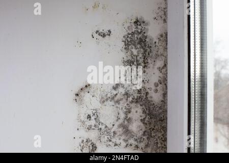 Schimmel an den Hängen in der Nähe des Fensters aus Metall-Kunststoff. Pilz auf der weißen Wandfläche im Haus Stockfoto