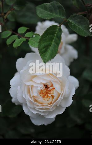 Aprikosen-weiße englische Strauchrose (Rosa) Crocus Rose blüht im Juni in einem Garten Stockfoto