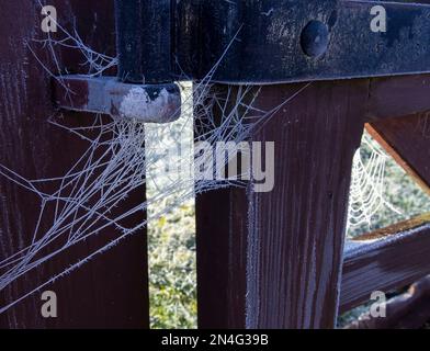 Gefrorene Spinnen auf altem Torscharnier Stockfoto