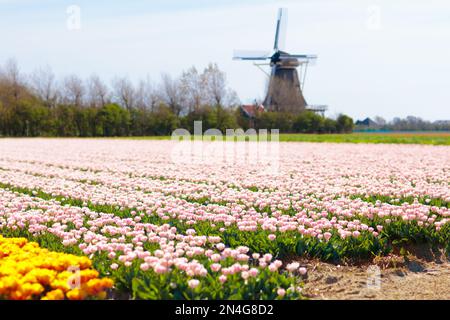 Tulpenfelder und Windmühle in Holland, Niederlande. Blühende Blumenfelder mit roten und gelben Tulpen in niederländischer Landschaft. Stockfoto