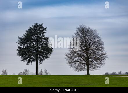 Einsamkeit auf der Wiese. Zwei einsame Bäume auf der Wiese Stockfoto
