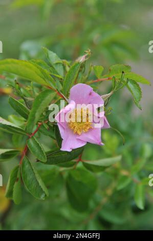 Hellrosa einzelne Hybrid Rugosa Rose (Rosa) Holländische Hecke aus Nijveldt blüht im Juni in einem Garten Stockfoto