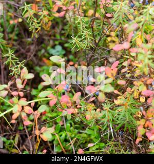 Helle Herbstvegetation in der nördlichen Taiga von Yakutia mit bunten roten und gelben Blättern und blauen Blaubeeren. Stockfoto