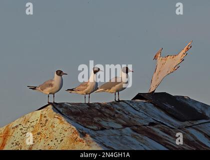 Schwarzkopfmöwe (Larus ridibundus) - Erwachsener Sommer mit zwei ersten Sommervögeln auf dem Blechdach Matsalu NP, Estland Juni Stockfoto