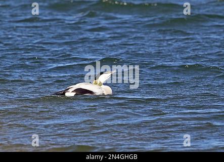 Eider (Somateria mollissima mollissima), männlicher Erwachsener, der auf der Seesorte-Halbinsel, Saaremaa, Estland trinkt Juni Stockfoto