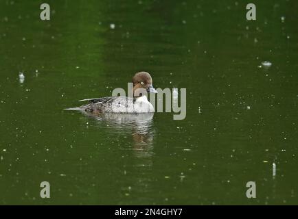 Goldauge (Bucephala clangula changula) Erwachsene Frau auf See im Regen Estland Juni Stockfoto