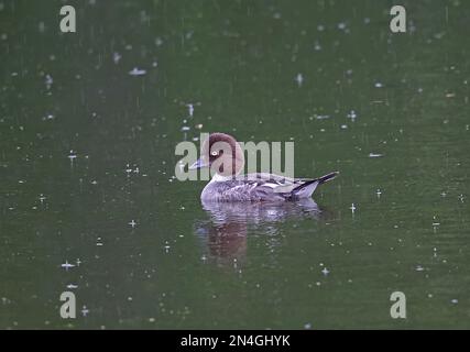 Goldauge (Bucephala clangula changula) Erwachsene Frau auf See im Regen Estland Juni Stockfoto