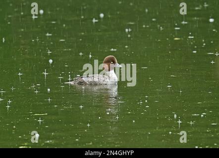 Goldauge (Bucephala clangula changula) Erwachsene Frau auf See im Regen Estland Juni Stockfoto