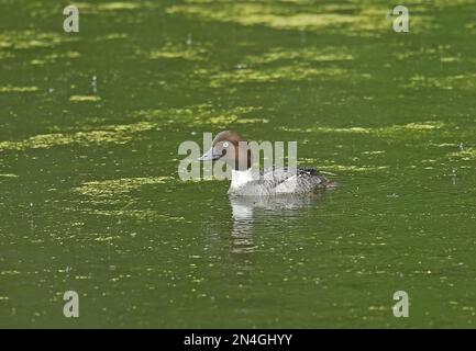 Goldauge (Bucephala clangula changula) Erwachsene Frau auf See im Regen Estland Juni Stockfoto